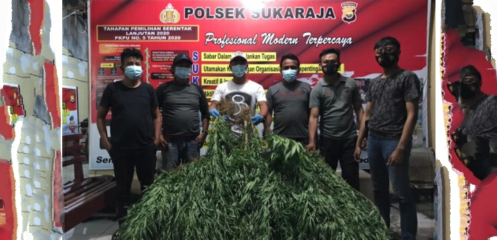 Poto batang ganja berhasil di amankan polres seluma polda bengkulu