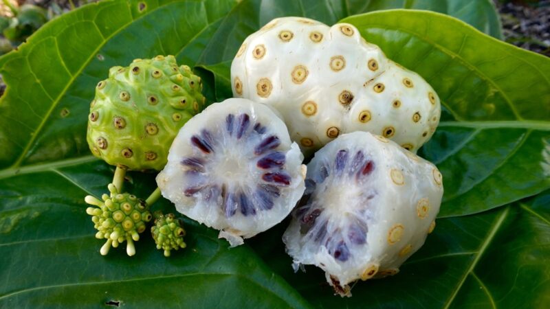 Buah Mengkudu